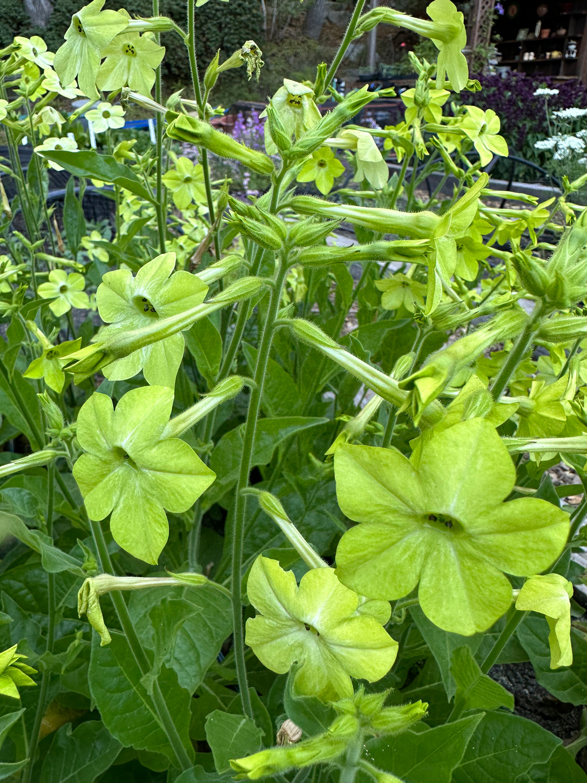 Heirloom Nicotiana - Nicotiana Lime Green