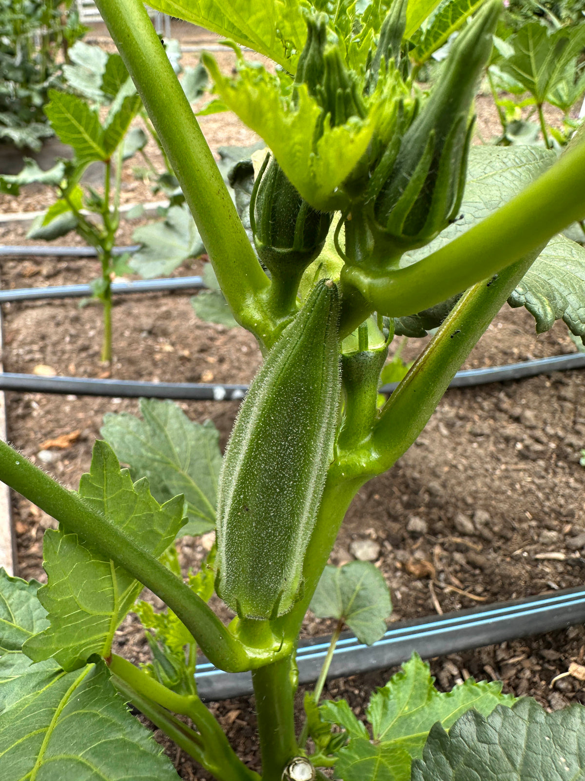 Garden Okra - Jambalaya