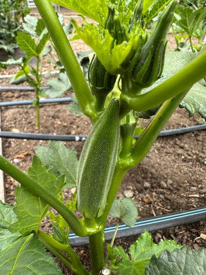 Garden Okra - Jambalaya