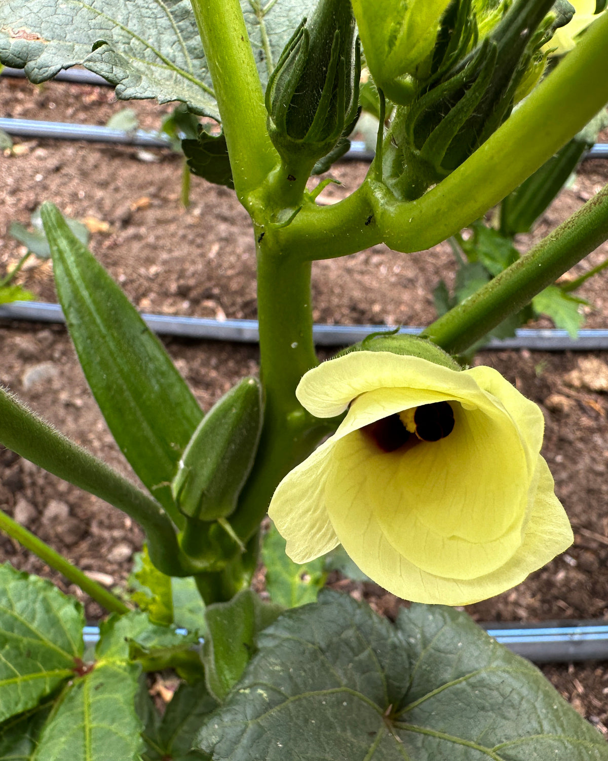 Garden Okra - Jambalaya