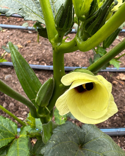 Garden Okra - Jambalaya
