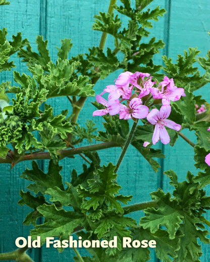 Scented Geraniums - Rose Garden