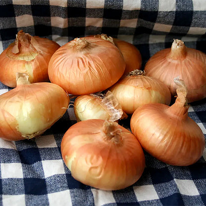 Specialty Heirloom Onions - Borettana Cipollini