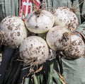 Sweet and Mild Onions - Ringmaster