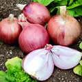 Long Keeping Onions - Blush F1