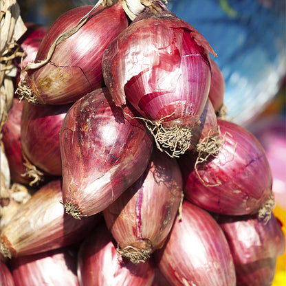Specialty Heirloom Onions - Italian Torpedo Tropea