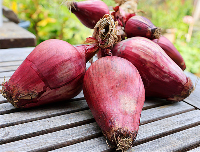 Specialty Heirloom Onions - Italian Torpedo Tropea