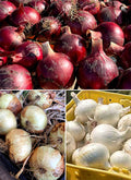 The Onion Trio - Northern