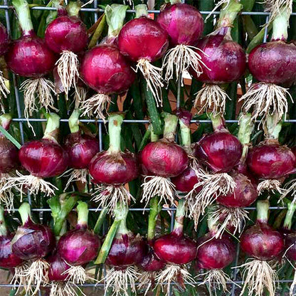 All Purpose Onions - Red Candy Apple