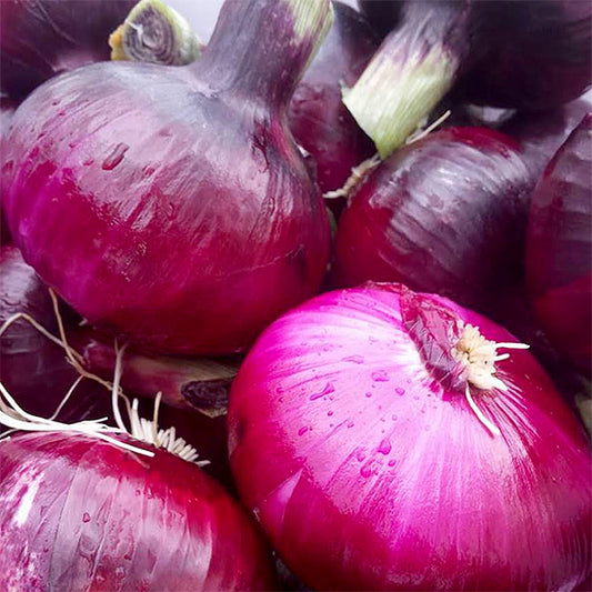 All Purpose Onions - Red Candy Apple