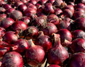 Long Keeping Onions - Redwing