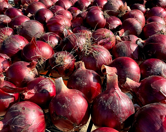 Long Keeping Onions - Redwing