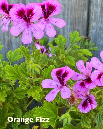 Scented Geraniums - Citrus