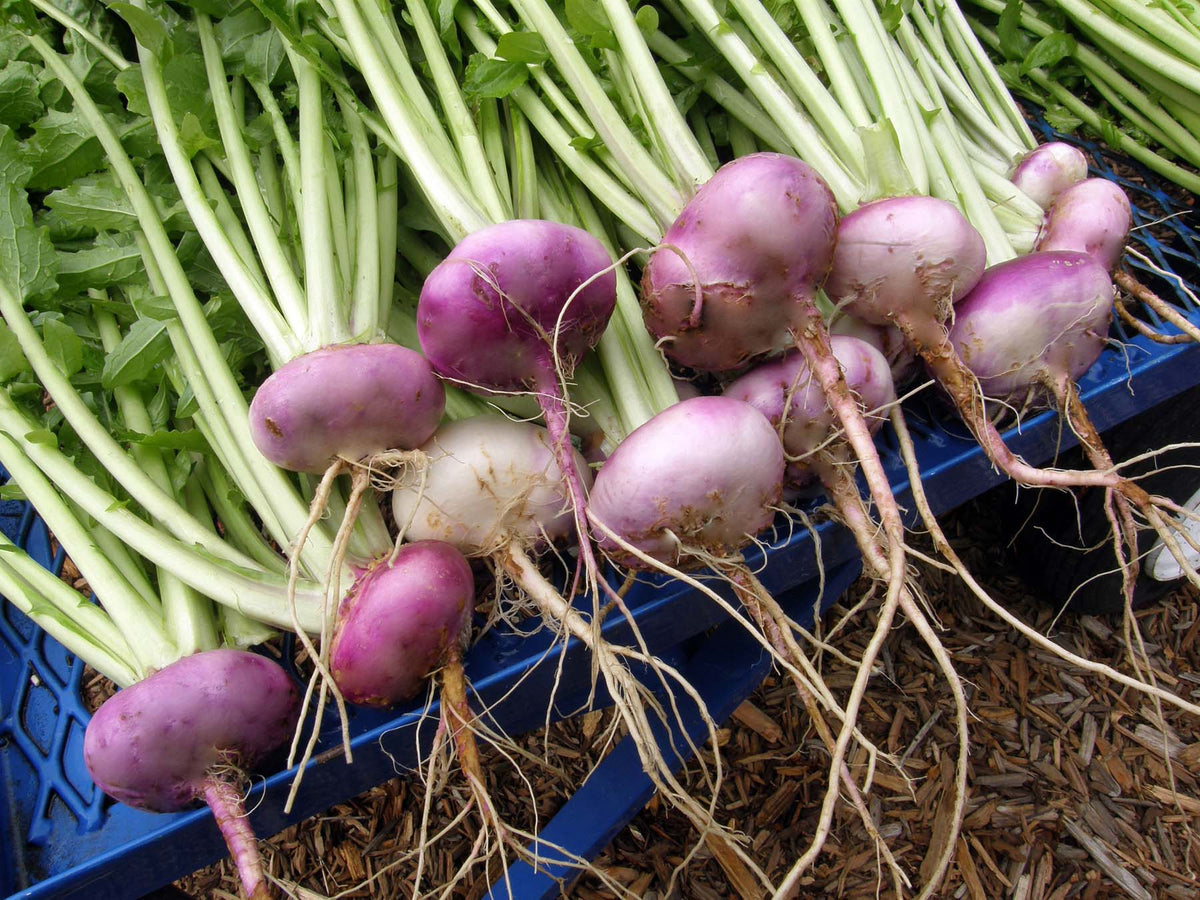 Heirloom Turnip - Purple Top Milan Organic