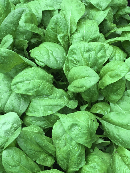 Baby Salad Spinach - Regiment Organic