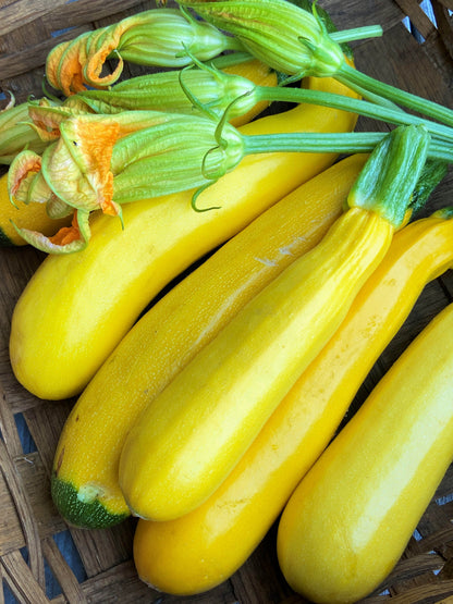 Heirloom Zucchini - Summer Gold Organic