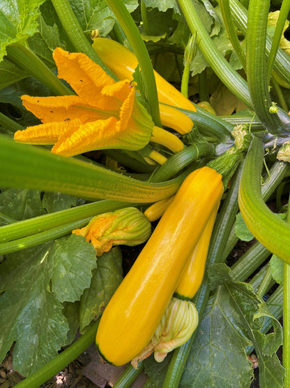 Heirloom Zucchini - Summer Gold Organic