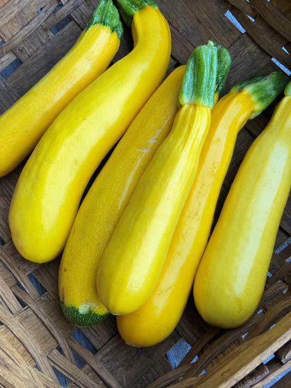 Heirloom Zucchini - Summer Gold Organic