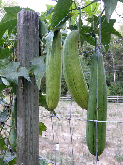 Compact Vining Gourds - Bath Loofah