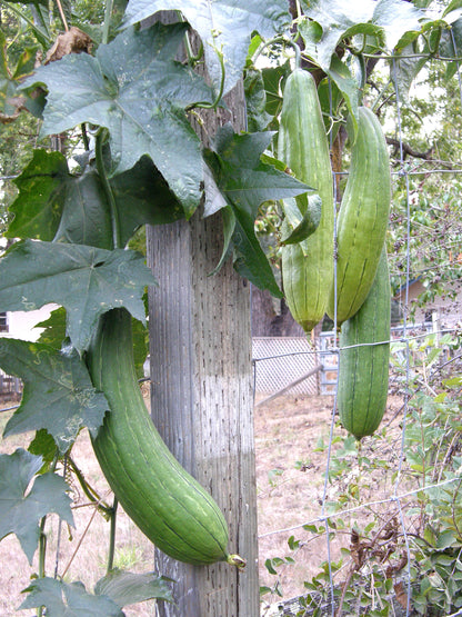 Compact Vining Gourds - Bath Loofah
