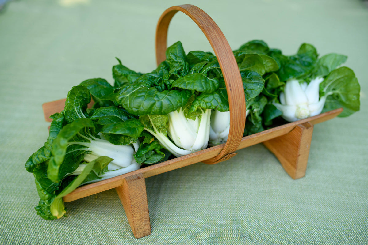Mini Pak Choi - Green Jewel