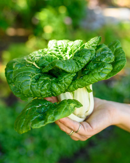 Mini Pak Choi - Green Jewel