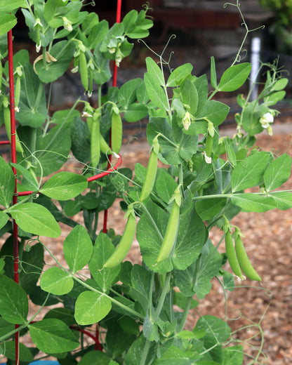 Container Snap Peas - Sugar Ann