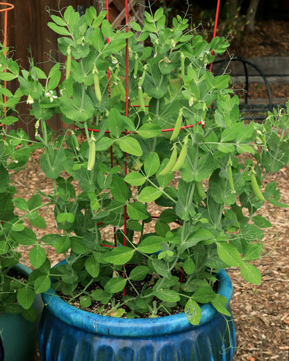 Container Snap Peas - Sugar Ann