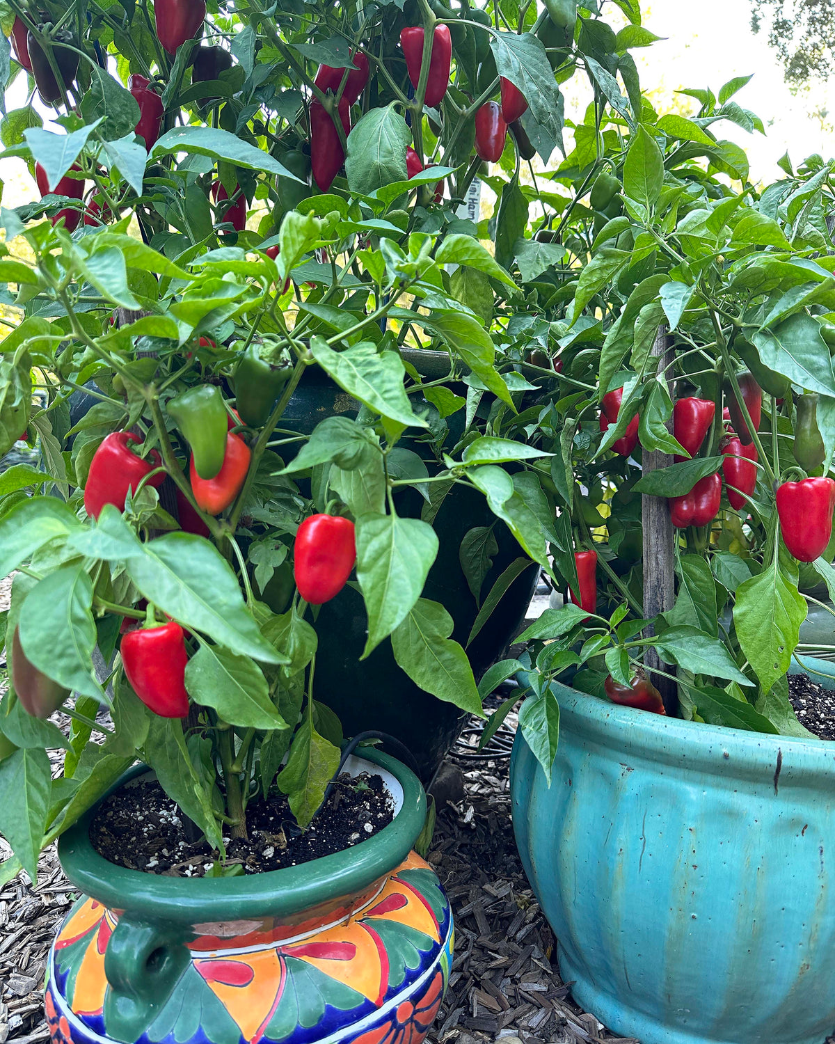 Container Snack Peppers - Sweetie Belles