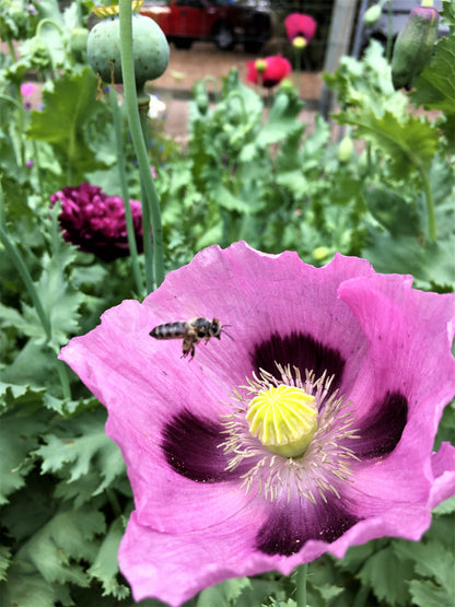 Heirloom Poppies - Pepperbox Breadseed