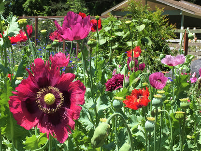 Heirloom Poppies - Pepperbox Breadseed