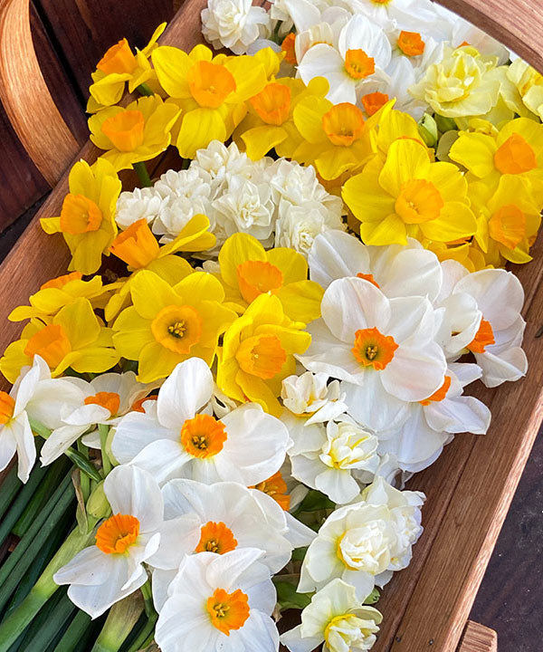Daffodil Bulbs - Narcissus Perfume Mix