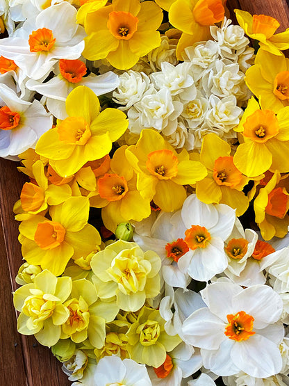 Daffodil Bulbs - Narcissus Perfume Mix
