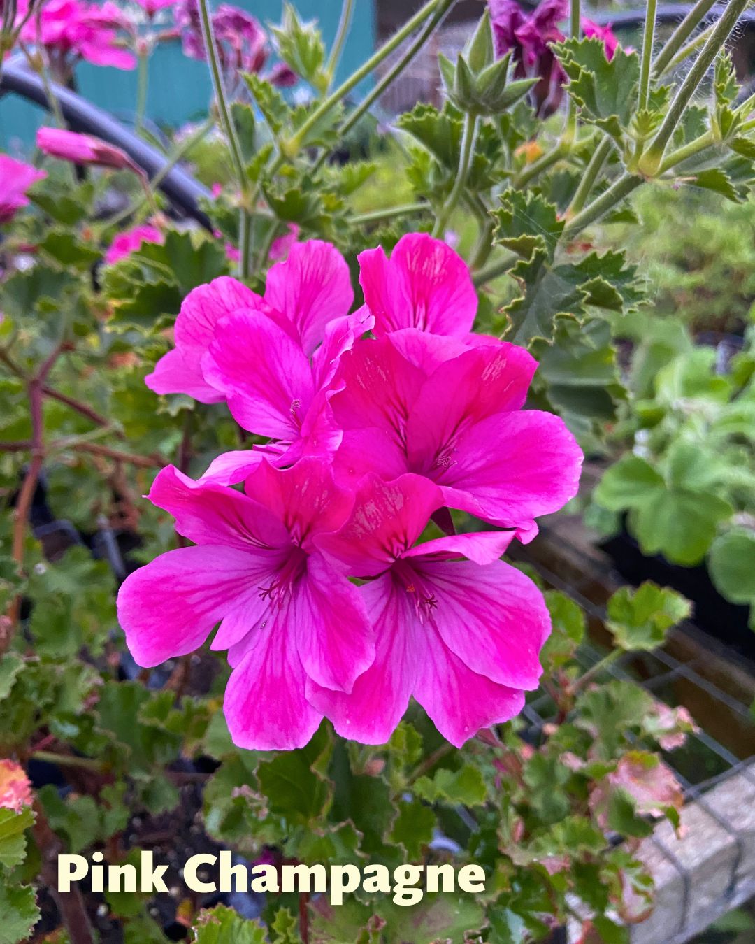 Scented Geraniums - Sunday Brunch