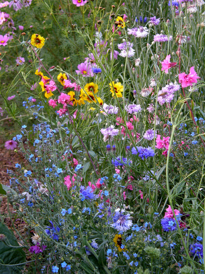 Scatter Gardens - Flower Power For Nature's Pollinators