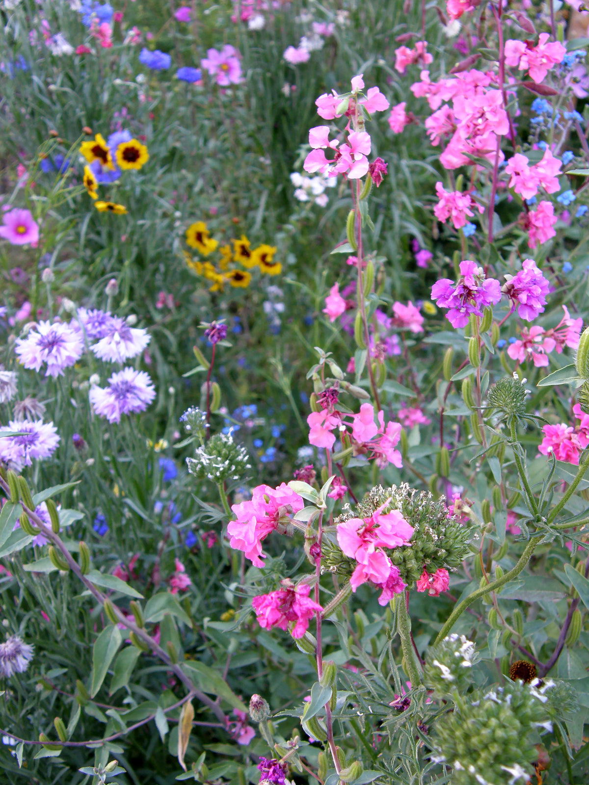 Scatter Gardens - Flower Power For Nature's Pollinators