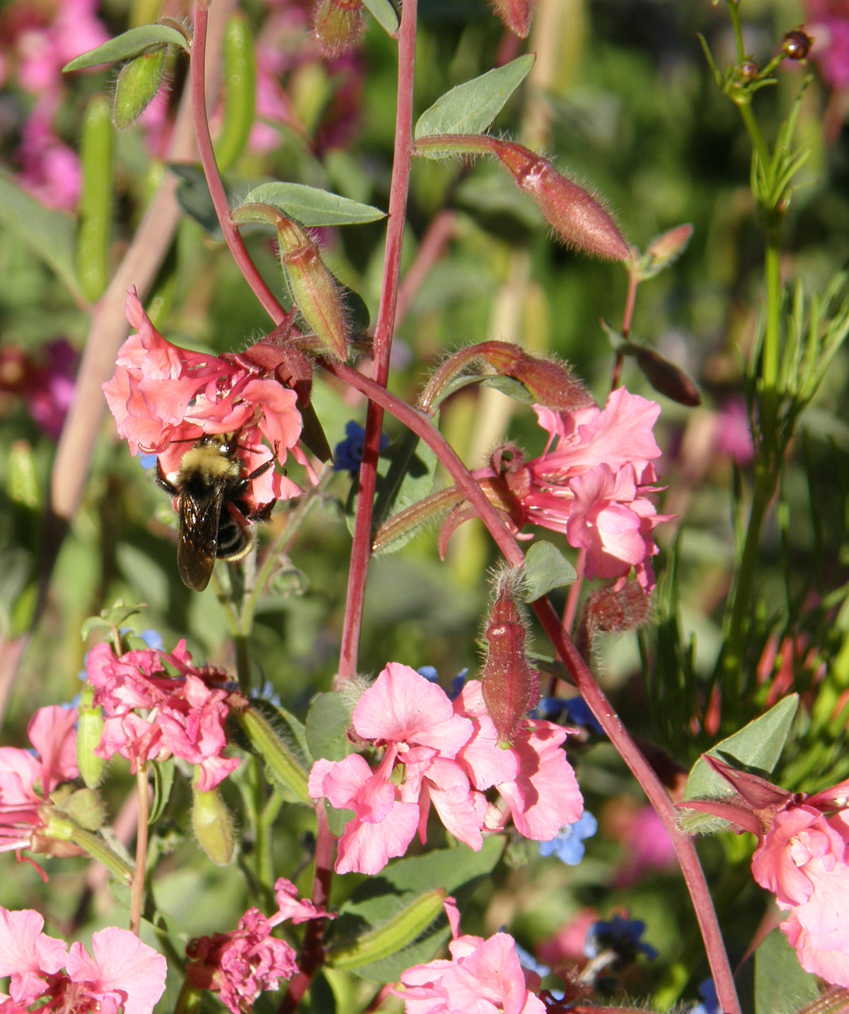 Scatter Gardens - Flower Power For Nature's Pollinators
