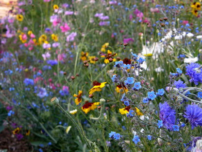 Scatter Gardens - Flower Power For Nature's Pollinators