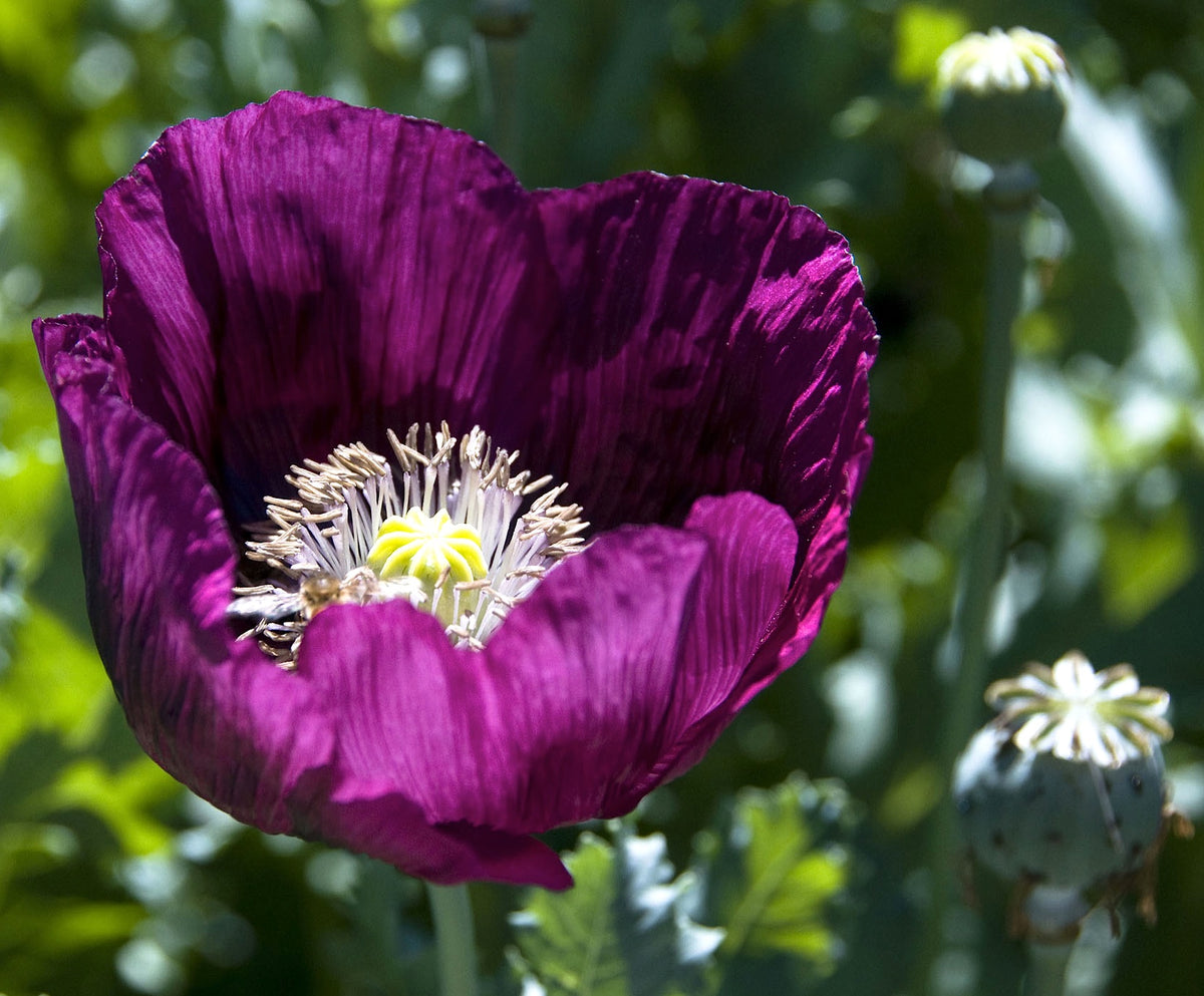 Heirloom Poppies - Lauren’s Dark Grape
