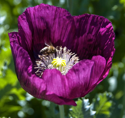 Heirloom Poppies - Lauren’s Dark Grape