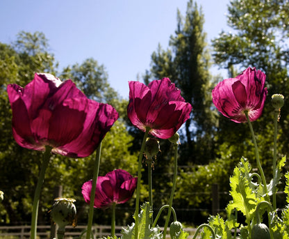Heirloom Poppies - Lauren’s Dark Grape