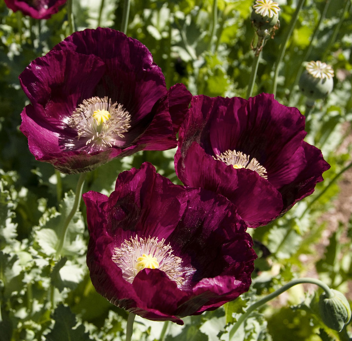 Heirloom Poppies - Lauren’s Dark Grape
