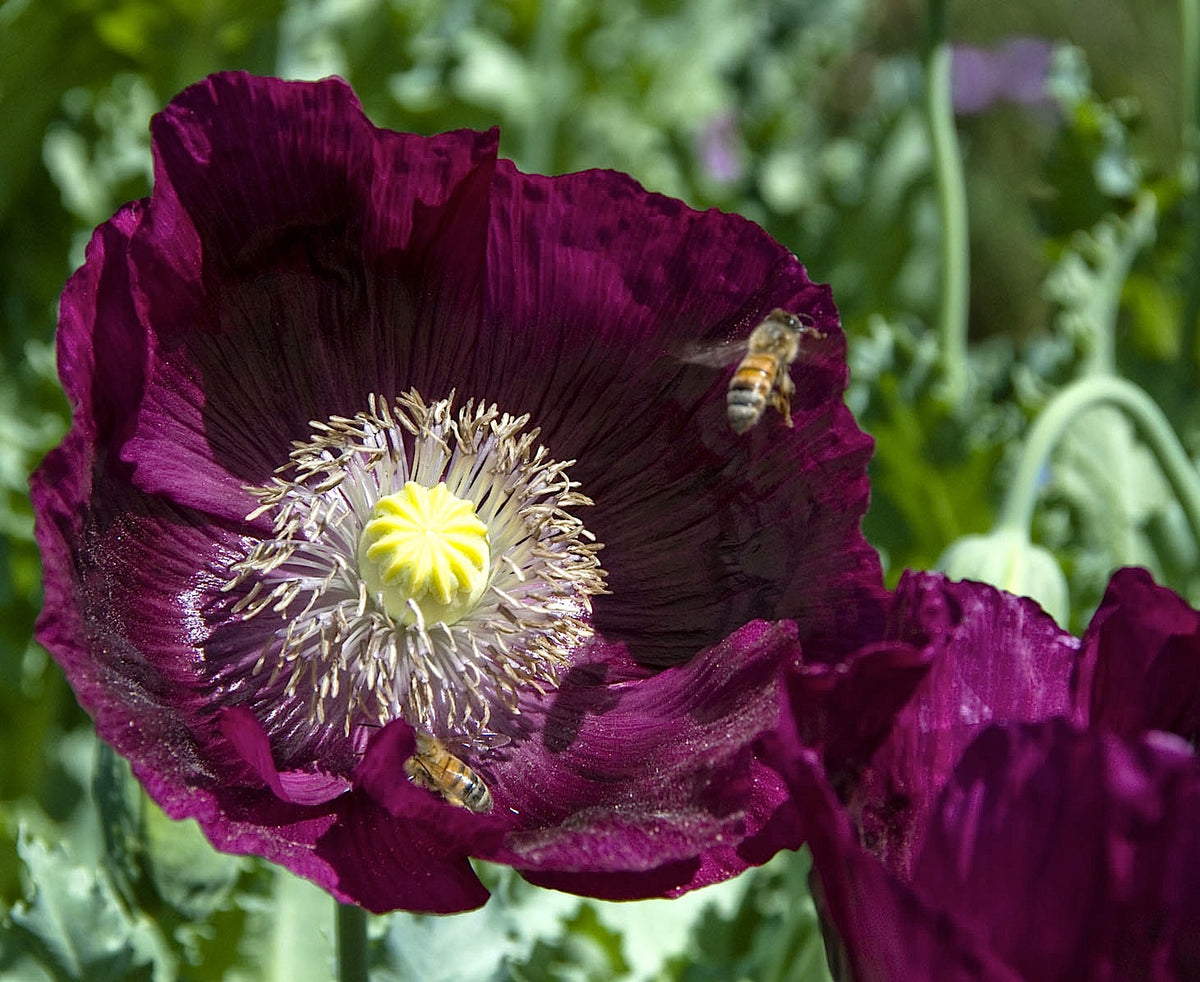 Heirloom Poppies - Lauren’s Dark Grape