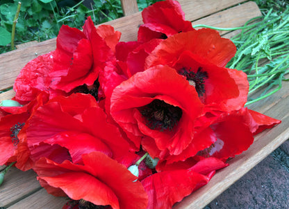 Shirley Poppies - Legion of Honor