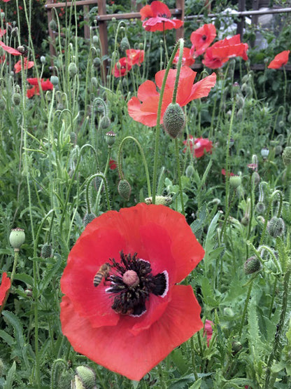 Shirley Poppies - Legion of Honor