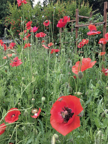 Shirley Poppies - Legion of Honor