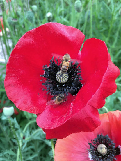 Shirley Poppies - Legion of Honor