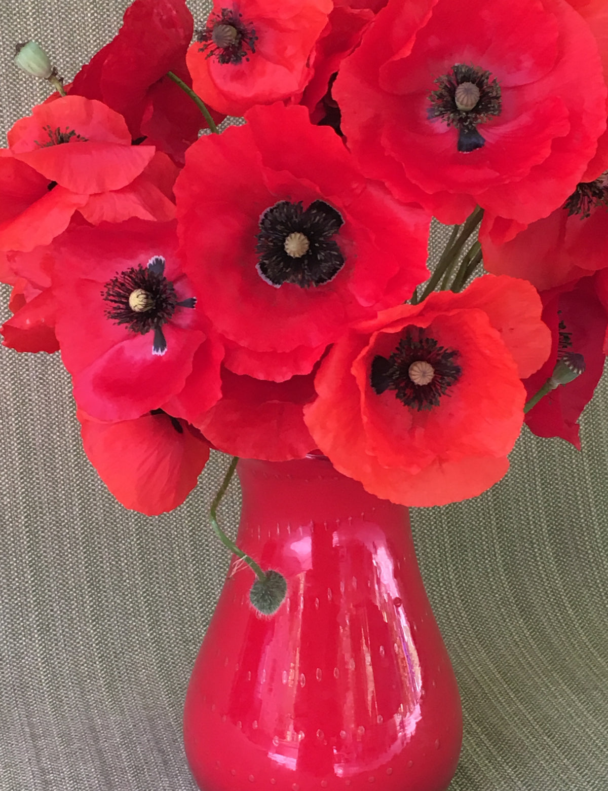 Shirley Poppies - Legion of Honor