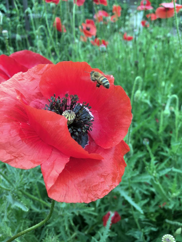 Shirley Poppies - Legion of Honor