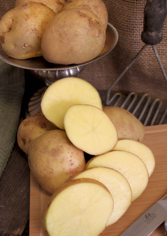 Seed Potatoes - Yukon Gem